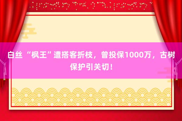 白丝 “枫王”遭搭客折枝，曾投保1000万，古树保护引关切！